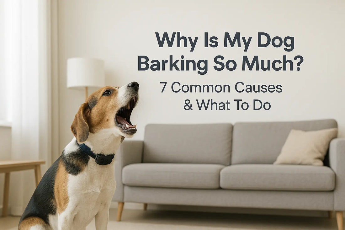 Why Is My Dog Barking So Much? 7 Common Causes & What To Do